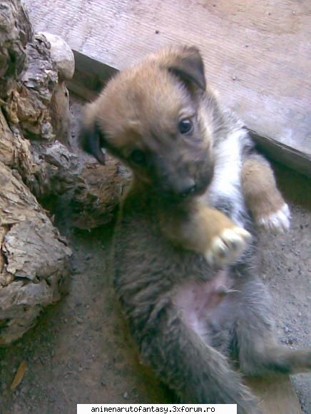 aha..pai uite o poza cu animalutul meu galerie